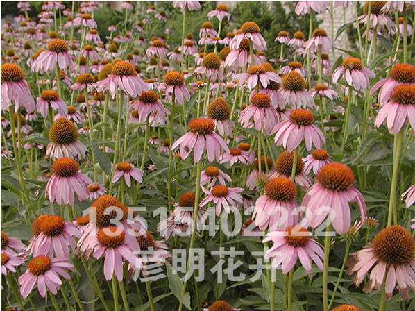 松果菊