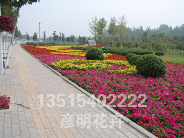 花卉租摆展示