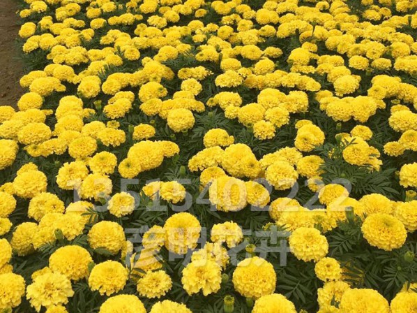 万寿菊
