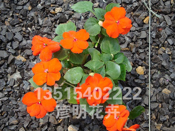 非洲凤仙 橙黄