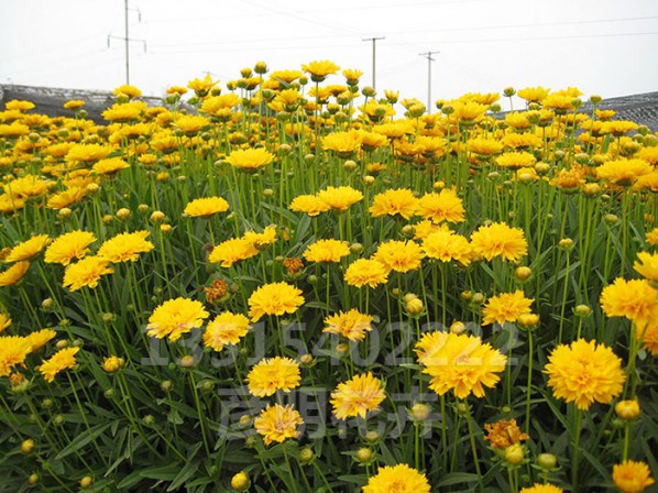 大花金鸡菊