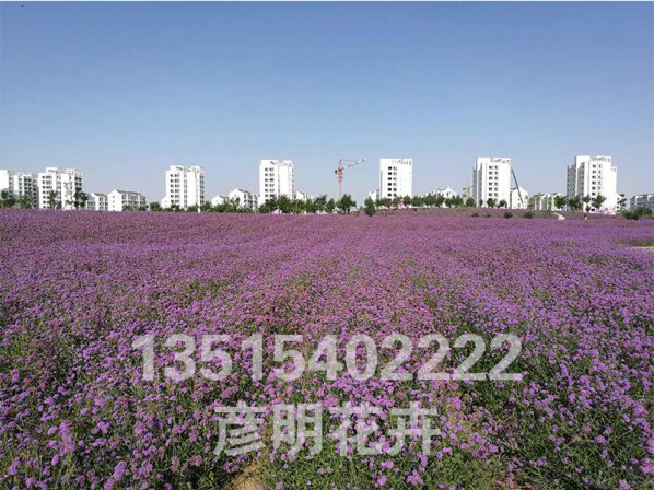 甘肃金昌花海500亩