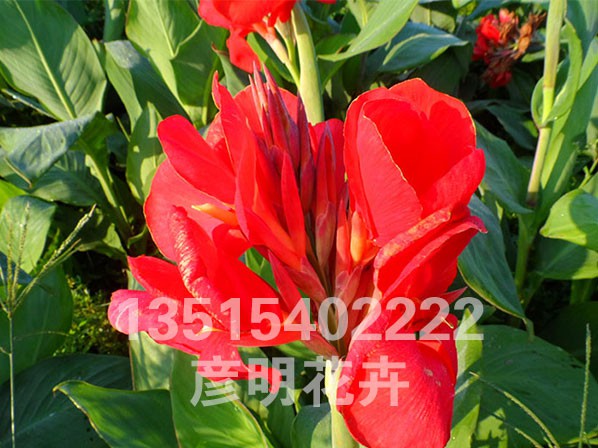 美人蕉  红