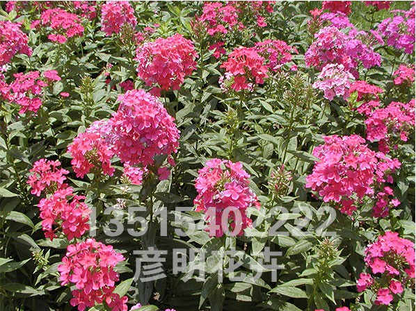 大花福禄考(粉)