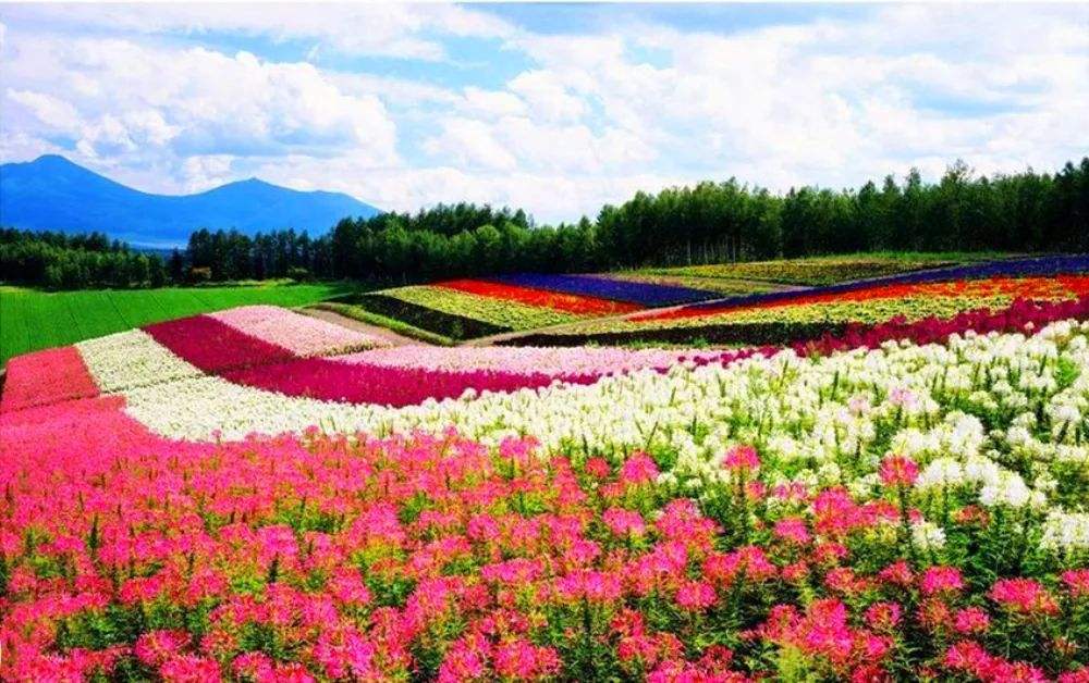 景观花海设计