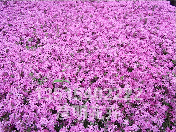 宿根花卉