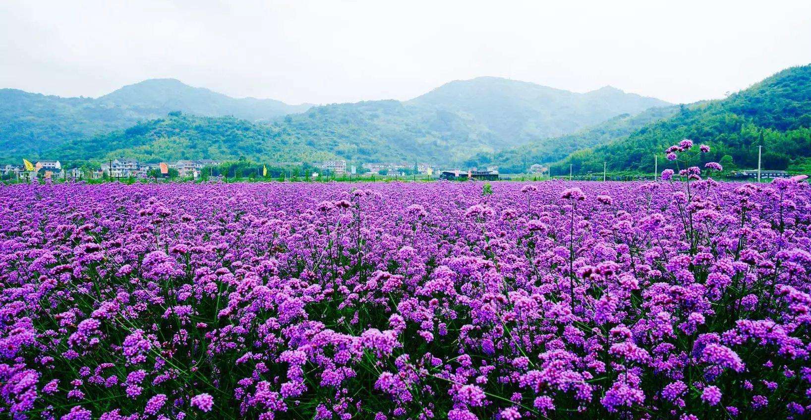 柳叶马鞭草